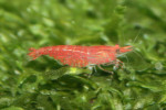 Caridina Red Fire